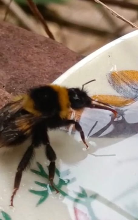 The rescued Bumble Bee from Modbury Vets.